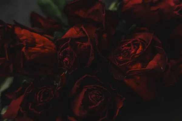 Röda Rosor Rosa Torra Blommor Som Blommor Höst Mörk Svart — Stockfoto