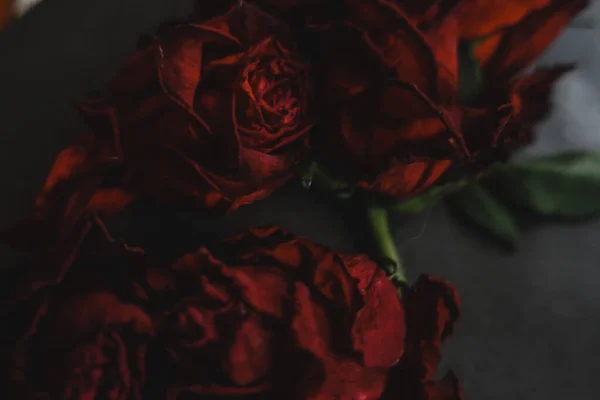 Rote Rosen Rosa Trockene Blumen Als Blumen Herbst Dunkel Schwarz — Stockfoto