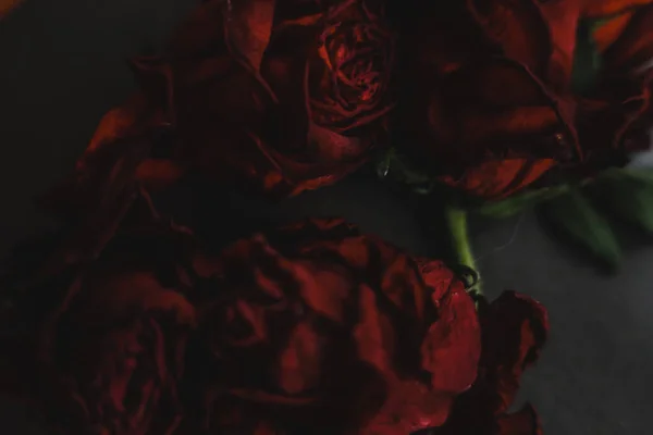 Κόκκινα Τριαντάφυλλα Rosa Ξηρά Λουλούδια Floral Φθινόπωρο Σκούρο Μαύρο Vintage — Φωτογραφία Αρχείου