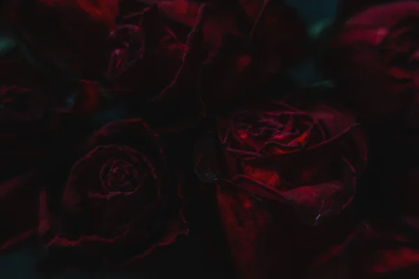 Rosas Rojas Rosas Flores Secas Como Floral Otoño Negro Oscuro Imagen De Stock
