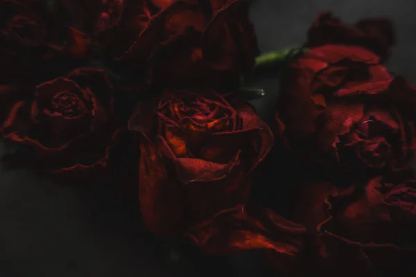 Rosas Rojas Rosas Flores Secas Como Floral Otoño Negro Oscuro Imágenes De Stock Sin Royalties Gratis