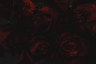 Kırmızı güller, güller, güller, güller, güller, güller, güller, güller, güller, güller, güller, güller.