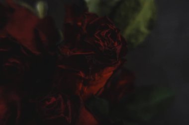 Kırmızı güller, güller, güller, güller, güller, güller, güller, güller, güller, güller, güller, güller.