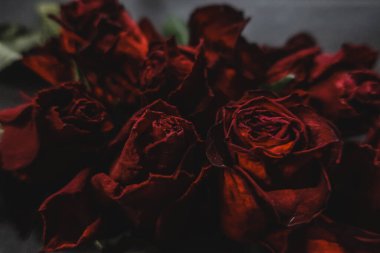 Kırmızı güller, güller, güller, güller, güller, güller, güller, güller, güller, güller, güller, güller.