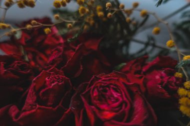 Kırmızı güller, güller, güller, güller, güller, güller, güller, güller, güller, güller, güller, güller.