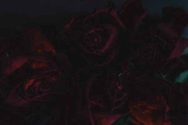 Rosas Rojas Rosas Flores Secas Como Floral Otoño Negro Oscuro — Foto de Stock