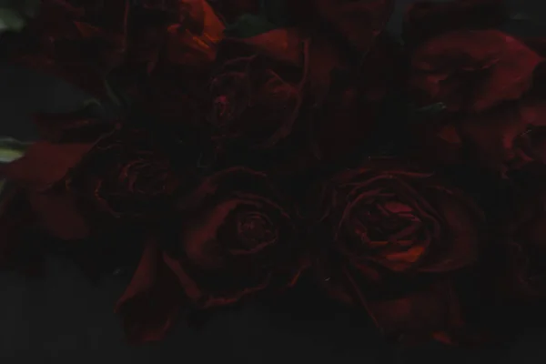 Röda Rosor Rosa Torra Blommor Som Blommor Höst Mörk Svart — Stockfoto