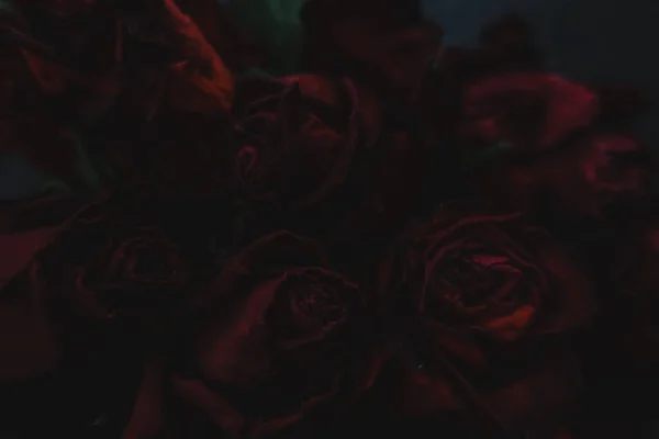 Красные Розы Сухие Цветы Розы Цветочные Осенью Темно Черный Винтажный — стоковое фото