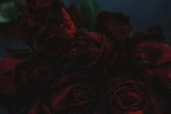 Rosas Vermelhas Rosa Flores Secas Como Floral Outono Escuro Preto — Fotografia de Stock