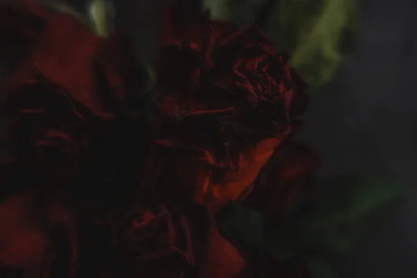 Mawar Merah Mawar Kering Bunga Sebagai Bunga Musim Gugur Gelap — Stok Foto