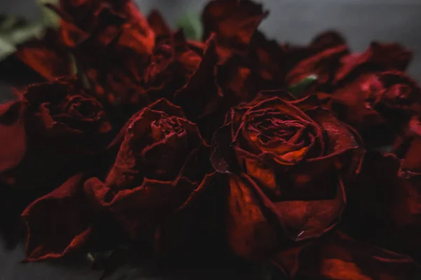 Rosas Vermelhas Rosa Flores Secas Como Floral Outono Escuro Preto — Fotografia de Stock