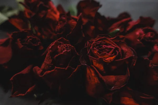 Roșu Trandafiri Rosa Flori Uscate Floral Toamna Întuneric Negru Vintage — Fotografie, imagine de stoc