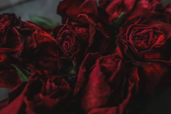 Rosas Vermelhas Rosa Flores Secas Como Floral Outono Escuro Preto — Fotografia de Stock