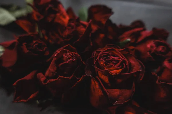 Κόκκινα Τριαντάφυλλα Rosa Ξηρά Λουλούδια Floral Φθινόπωρο Σκούρο Μαύρο Vintage Εικόνα Αρχείου