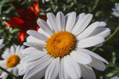 Çiçek açan papatya çiçekleri, Matrikaria tıbbi bitki çayırlarını güneşli ışıkta kaplıyor. Yaz aylarında botanik bitki örtüsü doğal arka plan duvar kâğıdı, parlak renklerle renklendiriliyor.