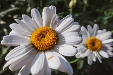 Çiçek açan papatya çiçekleri, Matrikaria tıbbi bitki çayırlarını güneşli ışıkta kaplıyor. Yaz aylarında botanik bitki örtüsü doğal arka plan duvar kâğıdı, parlak renklerle renklendiriliyor.