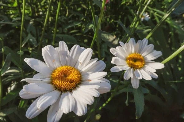 Chamomile Blooming Flowers Close Matricaria Medical Herb Meadow Field Sunny — Stock Photo, Image