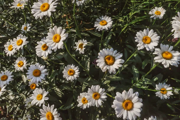 Çiçek Açan Papatya Çiçekleri Matrikaria Tıbbi Bitki Çayırlarını Güneşli Işıkta — Stok fotoğraf