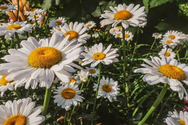 Çiçek Açan Papatya Çiçekleri Matrikaria Tıbbi Bitki Çayırlarını Güneşli Işıkta — Stok fotoğraf