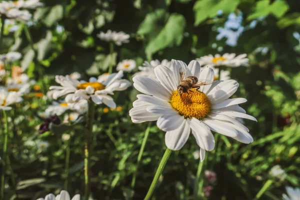 Kamille Blühende Blumen Aus Nächster Nähe Matricaria Heilkraut Wiese Feld — Stockfoto