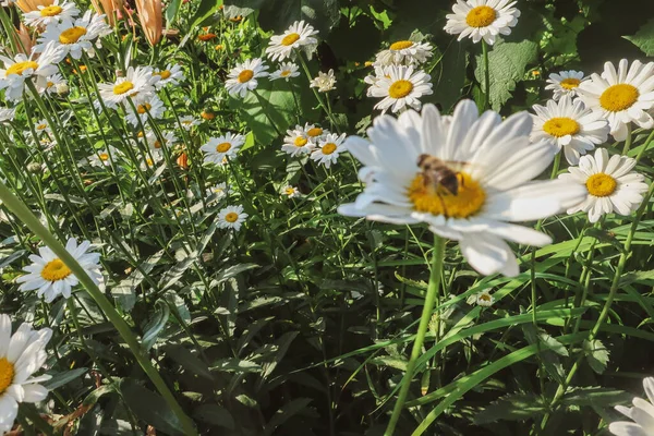 Kamille Blühende Blumen Aus Nächster Nähe Matricaria Heilkraut Wiese Feld — Stockfoto