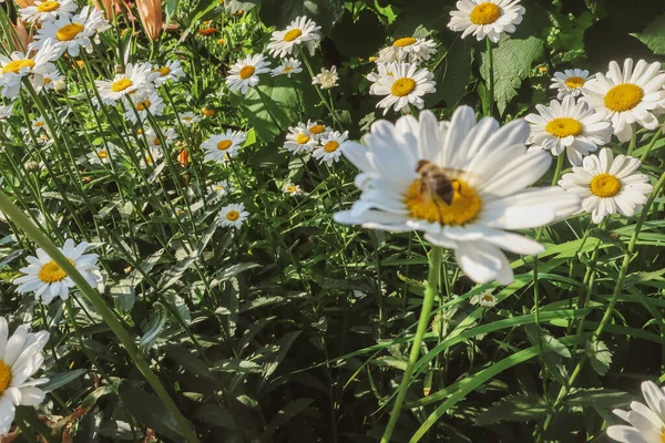 夏の花として晴れた光の中でMatricaria医療ハーブ草原フィールドを閉じるカモミール開花花植物の自然背景壁紙の背景暖かい明るい色のトーンでトーン — ストック写真