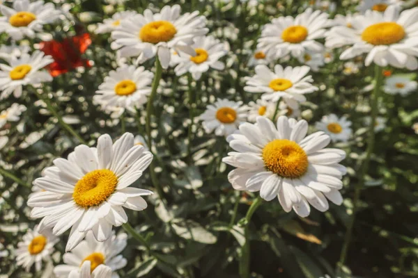 Çiçek Açan Papatya Çiçekleri Matrikaria Tıbbi Bitki Çayırlarını Güneşli Işıkta — Stok fotoğraf