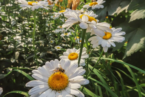 夏の花として晴れた光の中でMatricaria医療ハーブ草原フィールドを閉じるカモミール開花花植物の自然背景壁紙の背景暖かい明るい色のトーンでトーン — ストック写真