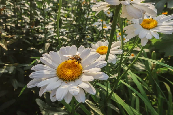 夏の花として晴れた光の中でMatricaria医療ハーブ草原フィールドを閉じるカモミール開花花植物の自然背景壁紙の背景暖かい明るい色のトーンでトーン — ストック写真