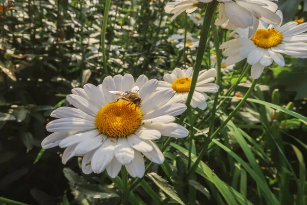 Chamomille Fleurs Floraison Fermer Champ Prairie Herbes Médicales Matricaria Dans — Photo