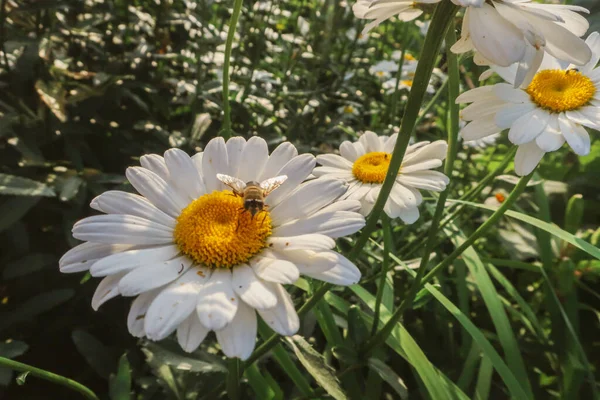 夏の花として晴れた光の中でMatricaria医療ハーブ草原フィールドを閉じるカモミール開花花植物の自然背景壁紙の背景暖かい明るい色のトーンでトーン — ストック写真