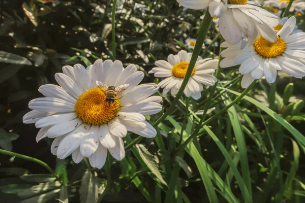 Kamille Blühende Blumen Aus Nächster Nähe Matricaria Heilkraut Wiese Feld — Stockfoto