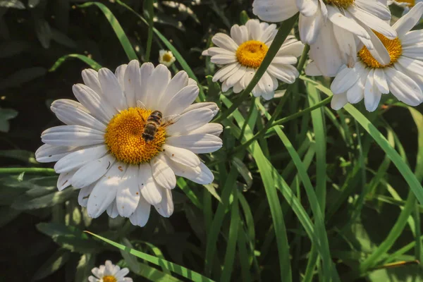 夏の花として晴れた光の中でMatricaria医療ハーブ草原フィールドを閉じるカモミール開花花植物の自然背景壁紙の背景暖かい明るい色のトーンでトーン — ストック写真