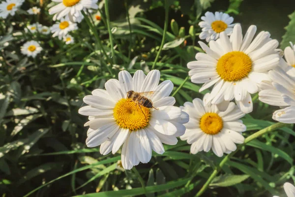 Çiçek Açan Papatya Çiçekleri Matrikaria Tıbbi Bitki Çayırlarını Güneşli Işıkta — Stok fotoğraf