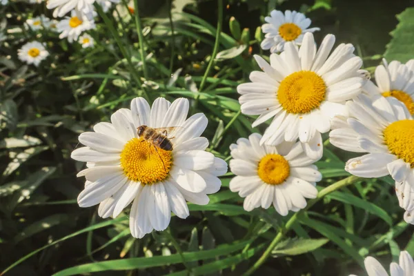 Kamille Blühende Blumen Aus Nächster Nähe Matricaria Heilkraut Wiese Feld — Stockfoto