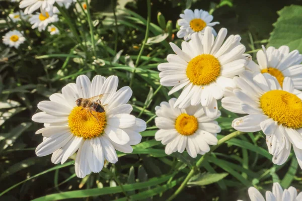 夏の花として晴れた光の中でMatricaria医療ハーブ草原フィールドを閉じるカモミール開花花植物の自然背景壁紙の背景暖かい明るい色のトーンでトーン — ストック写真