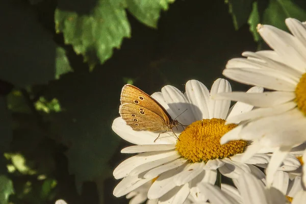 Flores Flor Manzanilla Cerca Matricaria Campo Hierba Médica Luz Soleada — Foto de Stock