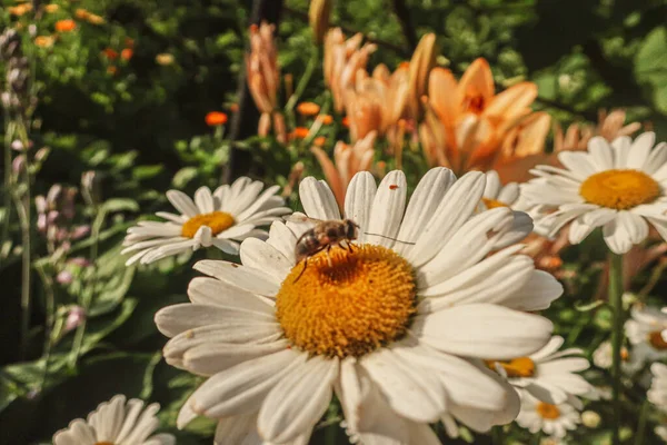 Kamille Blühende Blumen Aus Nächster Nähe Matricaria Heilkraut Wiese Feld — Stockfoto