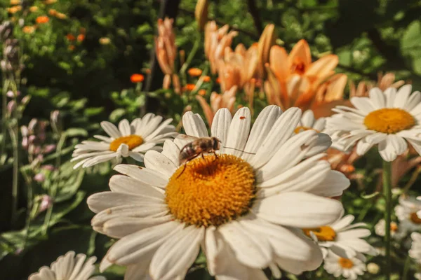 Kamille Blühende Blumen Aus Nächster Nähe Matricaria Heilkraut Wiese Feld — Stockfoto