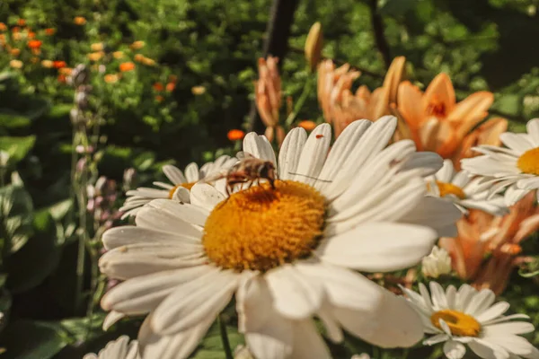 Kamille Blühende Blumen Aus Nächster Nähe Matricaria Heilkraut Wiese Feld — Stockfoto