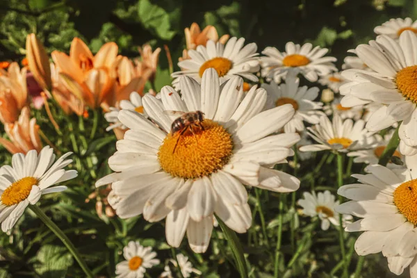 Kamille Blühende Blumen Aus Nächster Nähe Matricaria Heilkraut Wiese Feld — Stockfoto