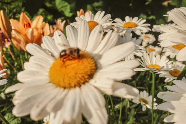 Kamille Blühende Blumen Aus Nächster Nähe Matricaria Heilkraut Wiese Feld — Stockfoto