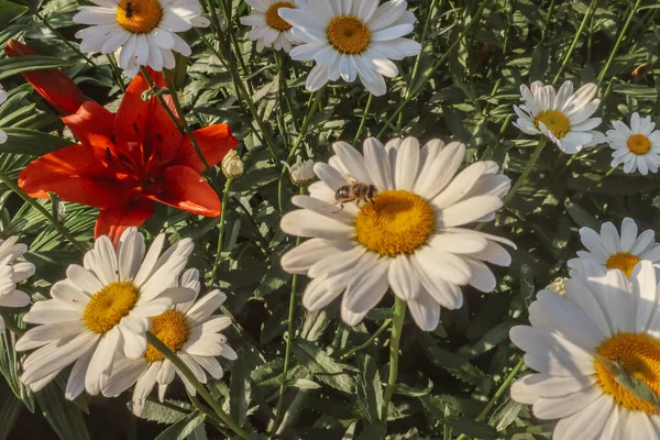 Kamille Blühende Blumen Aus Nächster Nähe Matricaria Heilkraut Wiese Feld — Stockfoto