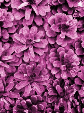 Çam kozalakları. Ağaç tohumları Kozalaklı. Ahşap arka planda Üst manzara, pembe renk