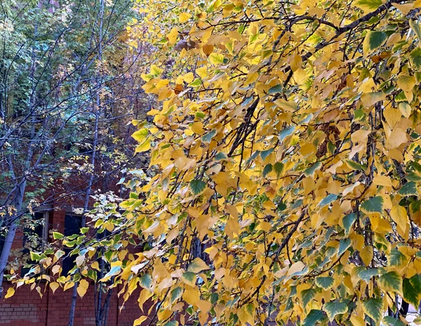 Branches Jaunes Arbre Dans Forêt Autunm Concept Automne — Photo