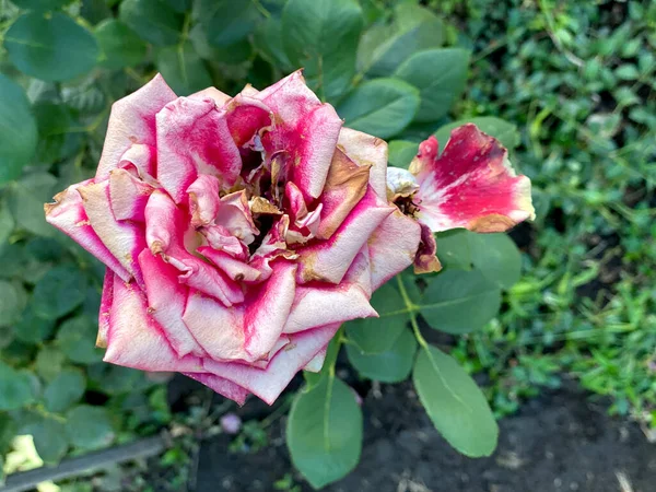 Withered Red Rose Green Garden Faded Background Autumn — Stock Photo, Image