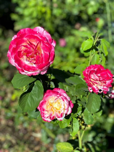 Цветок Розы Цветет Саду Роз Заднем Плане Цветы Роз — стоковое фото