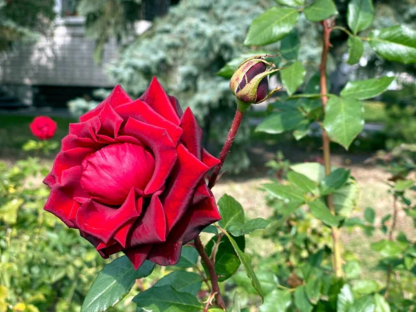 Flor Rosa Roja Floreciendo Jardín Rosas Sobre Fondo Verde —  Fotos de Stock