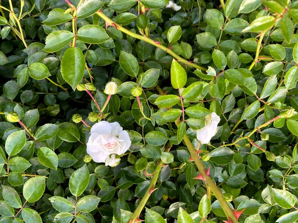 庭の緑の葉の上に咲く小さな白いバラの茂み 濃い緑色の背景に白いバラの美しい花束 クモの巣を閉じるトップ表示 — ストック写真