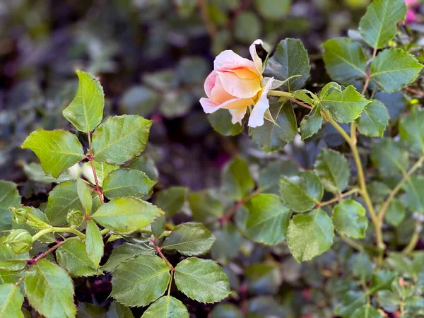 Ogród Kwitnącymi Różami Piękne Róże Kwitną Ogrodzie Beżowy Róża Zbliżenie — Zdjęcie stockowe